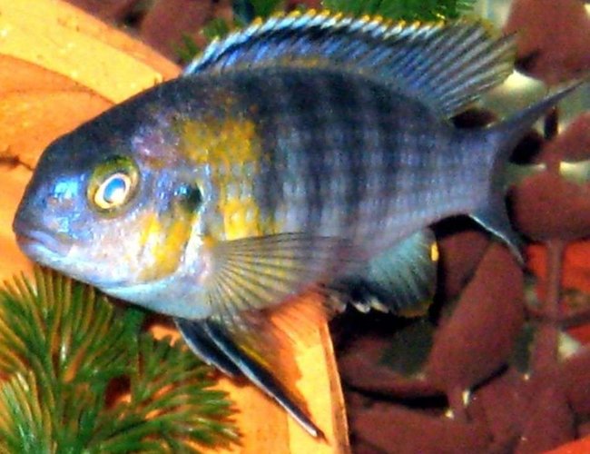 freshwater fish - tropheops sp. red cheek - red cheek stocking in 55 gallons tank - Tropheops "Red Cheek" freshwater fish - tropheops sp. red cheek - red cheek stocking in 55 gallons tank - Tropheops "Red Cheek"