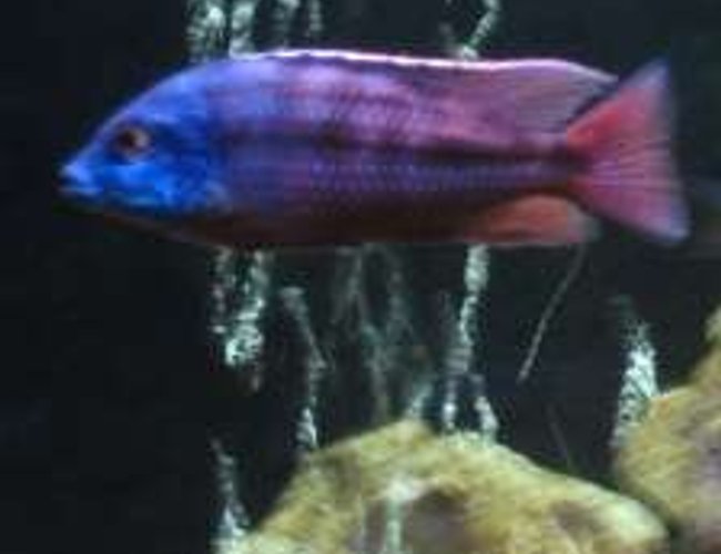 freshwater fish - aulonocara stuartgranti - ngara flametail stocking in 75 gallons tank - Red Empress freshwater fish - aulonocara stuartgranti - ngara flametail stocking in 75 gallons tank - Red Empress