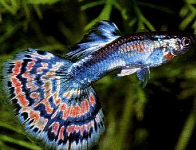 freshwater fish - poecilia reticulata - blue cobra guppy stocking in 75 gallons tank - 1 of my guppies
in a 10,000 gallon freshwater fish - poecilia reticulata - blue cobra guppy stocking in 75 gallons tank - 1 of my guppies
in a 10,000 gallon