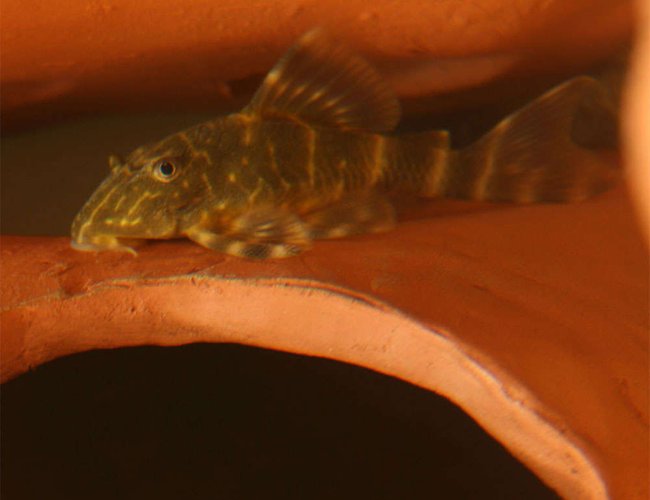 freshwater fish - peckoltia vittata - gold banded peckoltia pleco (l-134) stocking in 45 gallons tank - Blob is a clown plecostomus. He is very photo shy and loves to dig holes in the sand. He's currently about two inches long. freshwater fish - peckoltia vittata - gold banded peckoltia pleco (l-134) stocking in 45 gallons tank - Blob is a clown plecostomus. He is very photo shy and loves to dig holes in the sand. He's currently about two inches long.