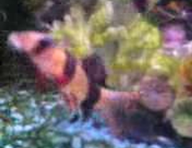 freshwater fish - botia macracantha - clown loach stocking in 47 gallons tank - Locust Clown Fish, i belive there called i have two of them. freshwater fish - botia macracantha - clown loach stocking in 47 gallons tank - Locust Clown Fish, i belive there called i have two of them.