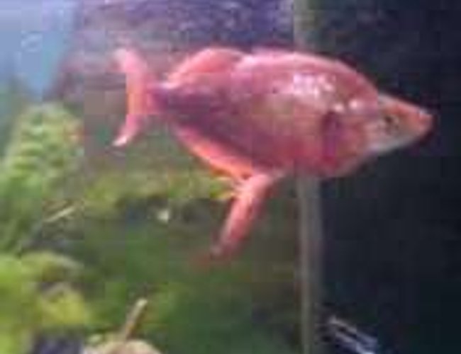 freshwater fish - glossolepis incisis - red irian rainbow stocking in 47 gallons tank - I have no clue what kind of fish this is but hes name is gary...lol, a man told me there alot of money to buy.. i paid i think £3-5 for him freshwater fish - glossolepis incisis - red irian rainbow stocking in 47 gallons tank - I have no clue what kind of fish this is but hes name is gary...lol, a man told me there alot of money to buy.. i paid i think £3-5 for him
