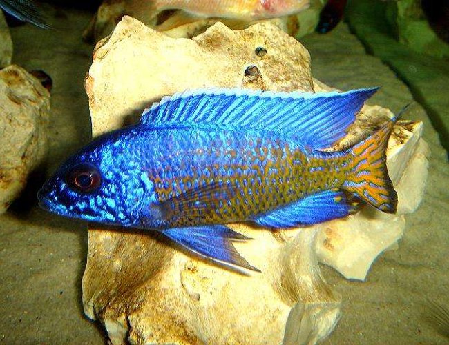 freshwater fish - aulonocara stuartgranti - ngara flametail stocking in 20 gallons tank - Ngara Flametail freshwater fish - aulonocara stuartgranti - ngara flametail stocking in 20 gallons tank - Ngara Flametail