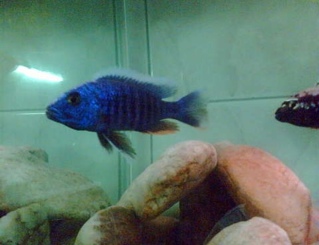 freshwater fish - aulonocara stuartgranti - peacock cichlid stocking in 50 gallons tank - none freshwater fish - aulonocara stuartgranti - peacock cichlid stocking in 50 gallons tank - none
