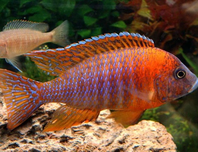 freshwater fish - aulonocara rubescens - ruby red peacock stocking in 55 gallons tank - Red Peacock close up. Manual, Micro mode, no flash. freshwater fish - aulonocara rubescens - ruby red peacock stocking in 55 gallons tank - Red Peacock close up. Manual, Micro mode, no flash.