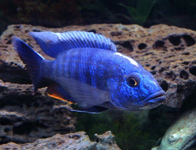 freshwater fish - sciaenochromis fryeri - electric blue hap stocking in 55 gallons tank - Look at me, Ahli, that's great! You posed like a supermodel. Manual, no flash. freshwater fish - sciaenochromis fryeri - electric blue hap stocking in 55 gallons tank - Look at me, Ahli, that's great! You posed like a supermodel. Manual, no flash.
