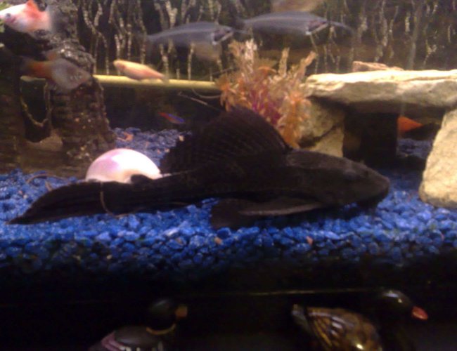 freshwater fish - glyptoperichthys gibbiceps - sailfin pleco (l-83) stocking in 22 gallons tank - my xl pleco about 8" long freshwater fish - glyptoperichthys gibbiceps - sailfin pleco (l-83) stocking in 22 gallons tank - my xl pleco about 8" long