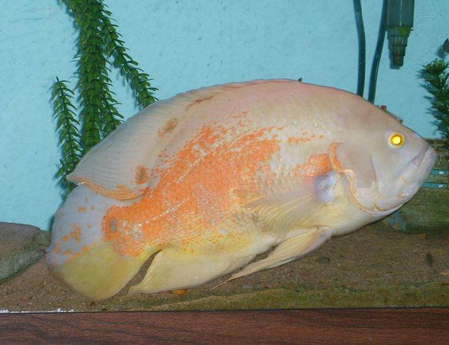 freshwater fish - astronotus ocellatus - albino oscar stocking in 125 gallons tank - this is my 9 yrs old oscar thats 15'' long freshwater fish - astronotus ocellatus - albino oscar stocking in 125 gallons tank - this is my 9 yrs old oscar thats 15'' long