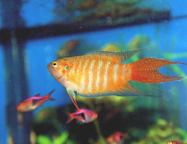freshwater fish - macropodus opercularis - blue paradise stocking in 55 gallons tank - Gourami freshwater fish - macropodus opercularis - blue paradise stocking in 55 gallons tank - Gourami