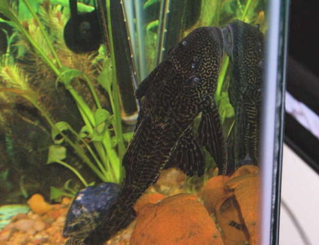 freshwater fish - glyptoperichthys gibbiceps - sailfin pleco (l-83) stocking in 55 gallons tank - pleco freshwater fish - glyptoperichthys gibbiceps - sailfin pleco (l-83) stocking in 55 gallons tank - pleco