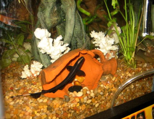 freshwater fish - apteronotus albifrons - black ghost knifefish stocking in 55 gallons tank - GK 2 freshwater fish - apteronotus albifrons - black ghost knifefish stocking in 55 gallons tank - GK 2