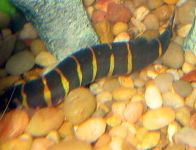 freshwater fish - pangio kuhlii - kuhli loach stocking in 55 gallons tank - Kuhli freshwater fish - pangio kuhlii - kuhli loach stocking in 55 gallons tank - Kuhli