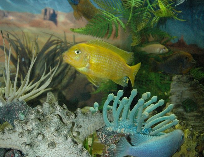 freshwater fish - metriaclima lombardoi - kenyi cichlid stocking in 55 gallons tank - Kenny the Kenyi cichlid and Colby the cobalt sparring, be nice boys! freshwater fish - metriaclima lombardoi - kenyi cichlid stocking in 55 gallons tank - Kenny the Kenyi cichlid and Colby the cobalt sparring, be nice boys!