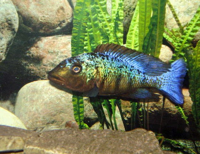 freshwater fish - fossorochromis rostratus - fosso cichlid stocking in 100 gallons tank - Fossorochromis rostratus freshwater fish - fossorochromis rostratus - fosso cichlid stocking in 100 gallons tank - Fossorochromis rostratus