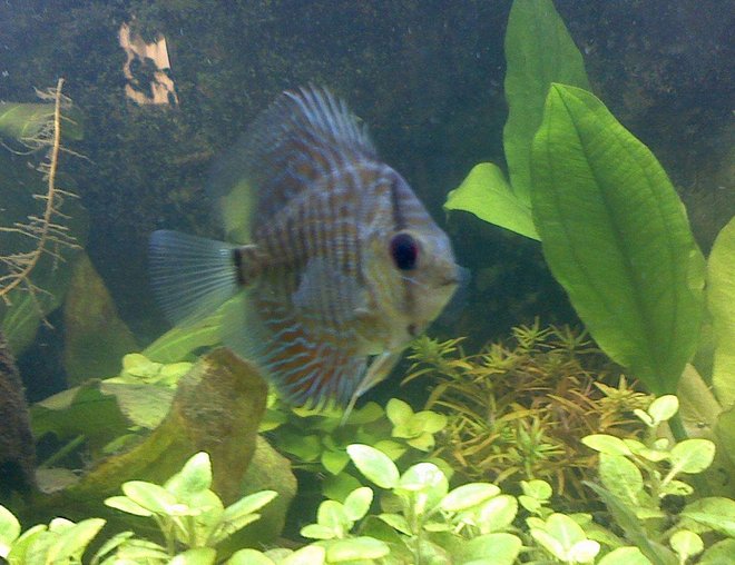 freshwater fish - symphysodon aequifasciata stocking in 60 gallons tank - one discus freshwater fish - symphysodon aequifasciata stocking in 60 gallons tank - one discus