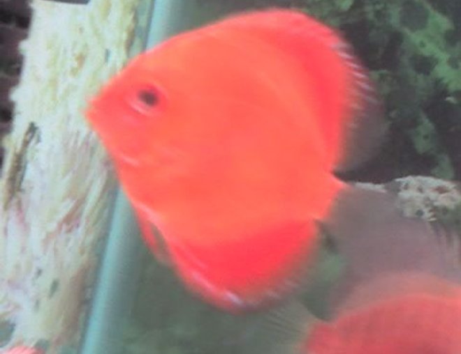 freshwater fish - symphysodon spp. - pigeon blood discus stocking in 60 gallons tank - Pigeon Blood discus freshwater fish - symphysodon spp. - pigeon blood discus stocking in 60 gallons tank - Pigeon Blood discus
