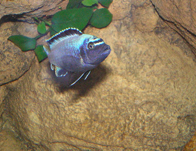 freshwater fish - metriaclima sp. stocking in 63 gallons tank - Metriaclima "Membe Deep" Maingano - Male freshwater fish - metriaclima sp. stocking in 63 gallons tank - Metriaclima "Membe Deep" Maingano - Male