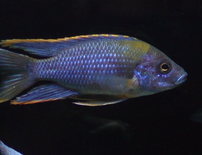 freshwater fish - aulonocara jacobfreibergi stocking in 100 gallons tank - Aulonocara Lwanda freshwater fish - aulonocara jacobfreibergi stocking in 100 gallons tank - Aulonocara Lwanda