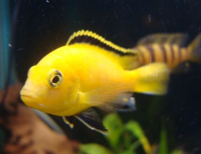 freshwater fish - labidochromis caeruleus - electric yellow cichlid stocking in 114 gallons tank - 1 of my yellow labs