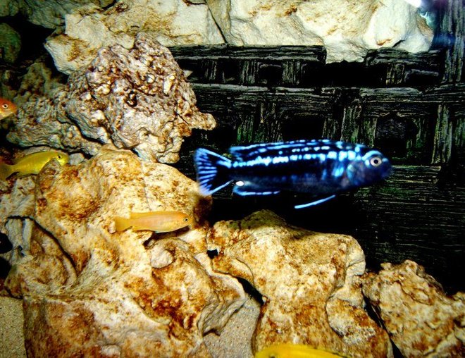 freshwater fish - beaufortia kweichowensis stocking in 90 gallons tank - Mbuna freshwater fish - beaufortia kweichowensis stocking in 90 gallons tank - Mbuna
