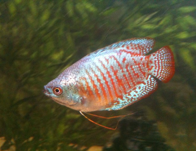 freshwater fish - colisa lalia - neon blue dwarf gourami stocking in 27 gallons tank - Dwarf gourami