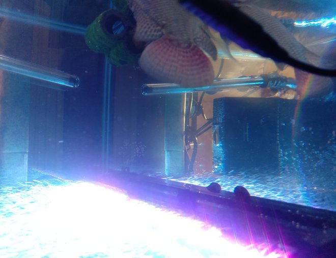 freshwater fish stocking in 2200 gallons tank - She won't pick her eggs up freshwater fish stocking in 2200 gallons tank - She won't pick her eggs up
