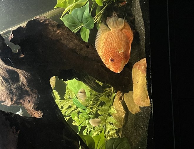 freshwater fish stocking in 150 gallons tank - Red spotted gold Severum in my 90 gallon tank freshwater fish stocking in 150 gallons tank - Red spotted gold Severum in my 90 gallon tank