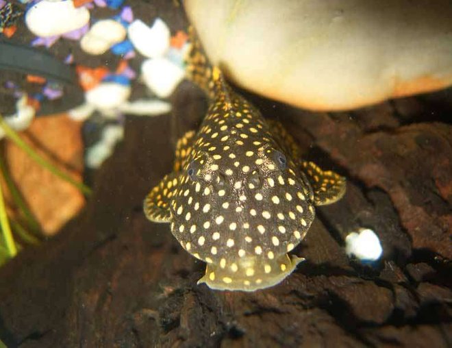 freshwater fish - baryancistrus sp. - gold nugget pleco (l-18) stocking in 20 gallons tank - Gold nugget pleco. "L177" My Little goldy