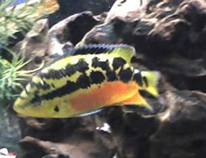 freshwater fish - nandopsis salvini - salvini cichlid stocking in 55 gallons tank - 4 in female salvini