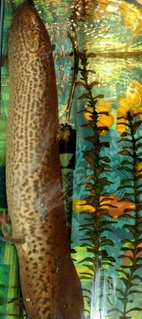 Rated #54: Freshwater Fish - Polypterus Retropinnis - Retropinnis Bichir Stocking In 90 Gallons Tank - 26 Rated #54: Freshwater Fish - Polypterus Retropinnis - Retropinnis Bichir Stocking In 90 Gallons Tank - 26" african lungfish going up for a breath of air