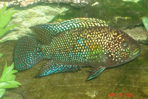 Rated #57: Freshwater Fish - Nandopsis Octofasciatum - Jack Dempsey Stocking In 55 Gallons Tank - this is my jack dempsey Rated #57: Freshwater Fish - Nandopsis Octofasciatum - Jack Dempsey Stocking In 55 Gallons Tank - this is my jack dempsey