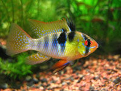 Rated #88: Freshwater Fish - Papiliochromis Ramirezi - German Blue Ram Stocking In 10 Gallons Tank - german ram Rated #88: Freshwater Fish - Papiliochromis Ramirezi - German Blue Ram Stocking In 10 Gallons Tank - german ram