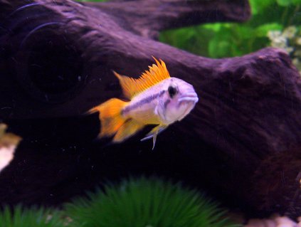 Rated #94: Freshwater Fish - Apistogramma Cacatuoides - Orange Cockatoo Cichlid Stocking In 72 Gallons Tank - My male Apistogramma Cacatuoides. I have to give him credit for coming to the front of the tank, trying to showoff, and stare down a 200 lb man, hehe. He's the little king of the tank. Rated #94: Freshwater Fish - Apistogramma Cacatuoides - Orange Cockatoo Cichlid Stocking In 72 Gallons Tank - My male Apistogramma Cacatuoides. I have to give him credit for coming to the front of the tank, trying to showoff, and stare down a 200 lb man, hehe. He's the little king of the tank.
