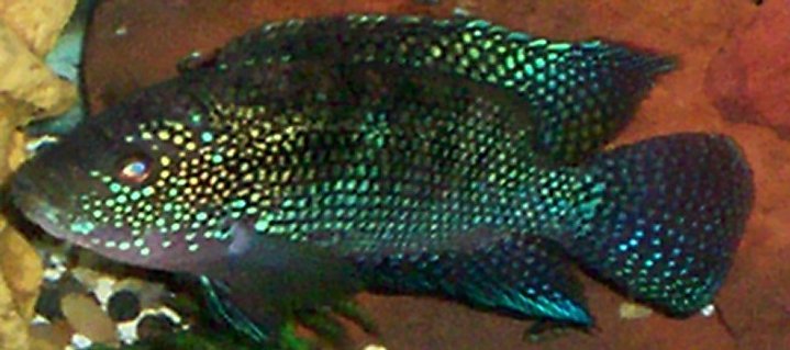 Rated #76: Freshwater Fish - Nandopsis Octofasciatum - Jack Dempsey Stocking In 55 Gallons Tank - jack dempsey Rated #76: Freshwater Fish - Nandopsis Octofasciatum - Jack Dempsey Stocking In 55 Gallons Tank - jack dempsey