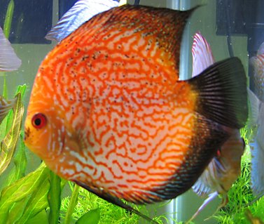 Rated #34: Freshwater Fish - Symphysodon Spp. - Pigeon Blood Discus Stocking In 55 Gallons Tank - Pigeon Blood Discus
photo taken 07.25.08 Rated #34: Freshwater Fish - Symphysodon Spp. - Pigeon Blood Discus Stocking In 55 Gallons Tank - Pigeon Blood Discus
photo taken 07.25.08