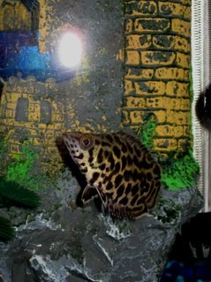 Rated #90: Freshwater Fish - Ctenopoma Acutirostre - Leopard Ctenopoma Stocking In 46 Gallons Tank - This is my leopard ctenopoma hanging out by her castle which she shares with her friend the striped raphael catfish. Rated #90: Freshwater Fish - Ctenopoma Acutirostre - Leopard Ctenopoma Stocking In 46 Gallons Tank - This is my leopard ctenopoma hanging out by her castle which she shares with her friend the striped raphael catfish.