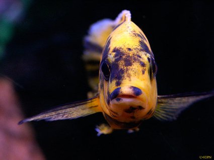 Rated #45: Freshwater Fish - Aulonocara Nyassae Var. - Peacock Cichlid, Orange Blossom Stocking In 40 Gallons Tank - a pic of my peacock Rated #45: Freshwater Fish - Aulonocara Nyassae Var. - Peacock Cichlid, Orange Blossom Stocking In 40 Gallons Tank - a pic of my peacock