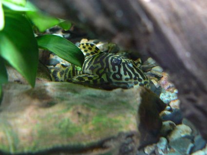 Rated #41: Freshwater Fish - Peckoltia Sp. - Leopard Frog Pleco (l134) Stocking In 55 Gallons Tank - my pleco L 134
Looks like a tiger in the forest Rated #41: Freshwater Fish - Peckoltia Sp. - Leopard Frog Pleco (l134) Stocking In 55 Gallons Tank - my pleco L 134
Looks like a tiger in the forest