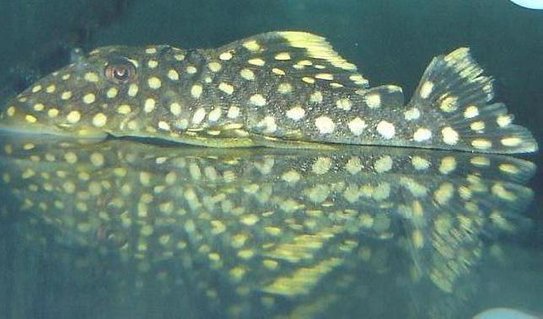 Rated #54: Freshwater Fish - Baryancistrus Sp. - Gold Nugget Pleco (l-18) Stocking In 72 Gallons Tank - Sunny my Gold Nugget Pleco Rated #54: Freshwater Fish - Baryancistrus Sp. - Gold Nugget Pleco (l-18) Stocking In 72 Gallons Tank - Sunny my Gold Nugget Pleco