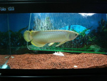 Rated #59: Freshwater Fish - Scleropages Jardini - Jardini Arowana Stocking In 50 Gallons Tank - my baby fish Rated #59: Freshwater Fish - Scleropages Jardini - Jardini Arowana Stocking In 50 Gallons Tank - my baby fish
