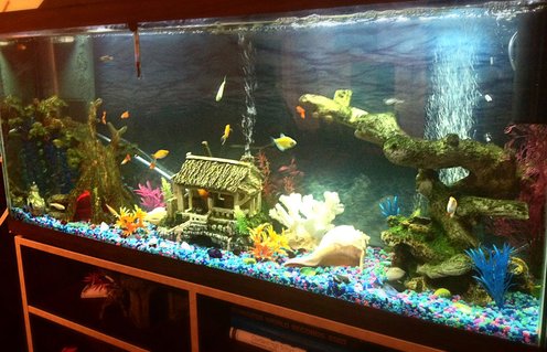 Rated #26: Freshwater Fish Stocking In 50 Gallons Tank - 50 Gallon, Tropical Fish all found at Petsmart Rated #26: Freshwater Fish Stocking In 50 Gallons Tank - 50 Gallon, Tropical Fish all found at Petsmart
