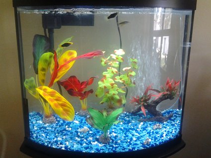 Rated #30: Freshwater Fish Stocking In 10 Gallons Tank - 16 gallon bowfront with two platies and three zebra danios. Rated #30: Freshwater Fish Stocking In 10 Gallons Tank - 16 gallon bowfront with two platies and three zebra danios.