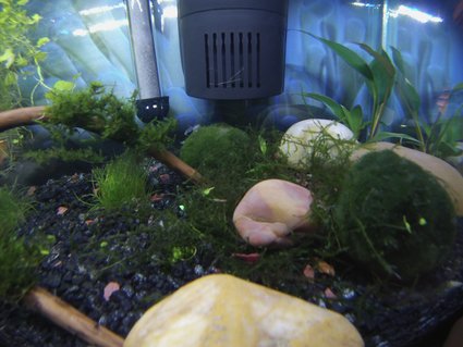 Rated #35: Freshwater Fish Stocking In 10 Gallons Tank - Rare sighting of one of my 3 remaining shrimp while the tank lights are on. If you look at the moss ball under the filter, you can see the carcass of one of his buddies that my Betta caught last night. Failed experiment with the shrimp. My Betta is a very predatory fella Rated #35: Freshwater Fish Stocking In 10 Gallons Tank - Rare sighting of one of my 3 remaining shrimp while the tank lights are on. If you look at the moss ball under the filter, you can see the carcass of one of his buddies that my Betta caught last night. Failed experiment with the shrimp. My Betta is a very predatory fella