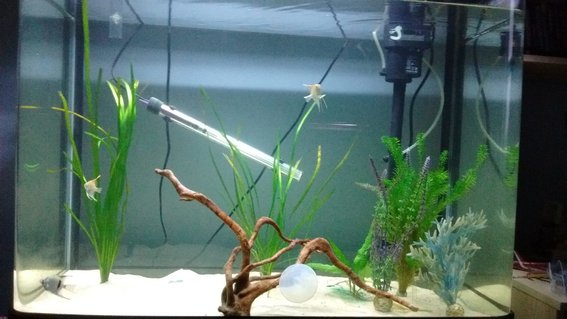 Rated #13: Freshwater Fish Stocking In 190 Gallons Tank - Angel fish with a few plants. Rated #13: Freshwater Fish Stocking In 190 Gallons Tank - Angel fish with a few plants.
