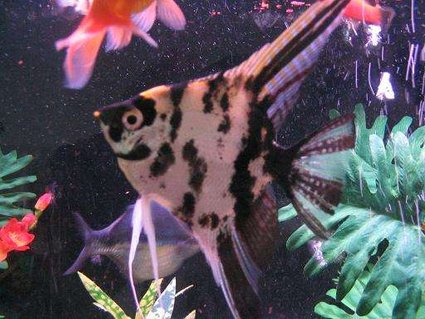 Rated #71: Freshwater Fish - Pterophyllum Sp. - Marble Veil Angel Stocking In 45 Gallons Tank - This is Mr. Tipo! The king of the tank. Rated #71: Freshwater Fish - Pterophyllum Sp. - Marble Veil Angel Stocking In 45 Gallons Tank - This is Mr. Tipo! The king of the tank.