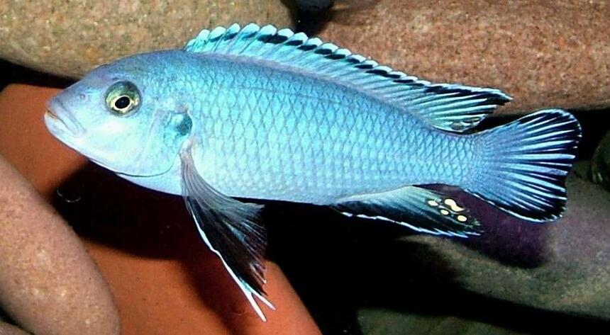 Rated #5: Freshwater Fish - Pseudotropheus Socolofi - Powder Blue Cichlid Stocking In 180 Gallons Tank - Pseudotropheus Socolofi Rated #5: Freshwater Fish - Pseudotropheus Socolofi - Powder Blue Cichlid Stocking In 180 Gallons Tank - Pseudotropheus Socolofi