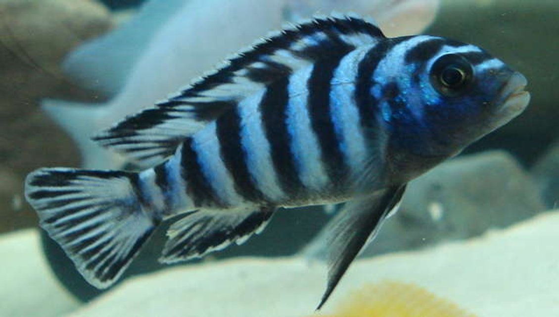 Rated #3: Freshwater Fish - Pseudotropheus Demasoni - Demasoni Cichlid Stocking In 76 Gallons Tank - Demasoni Rated #3: Freshwater Fish - Pseudotropheus Demasoni - Demasoni Cichlid Stocking In 76 Gallons Tank - Demasoni