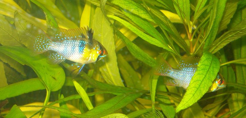 Rated #74: Freshwater Fish - Papiliochromis Ramirezi - German Blue Ram Stocking In 55 Gallons Tank - My German Blue Ram Pair Betty & Ernie! Rated #74: Freshwater Fish - Papiliochromis Ramirezi - German Blue Ram Stocking In 55 Gallons Tank - My German Blue Ram Pair Betty & Ernie!