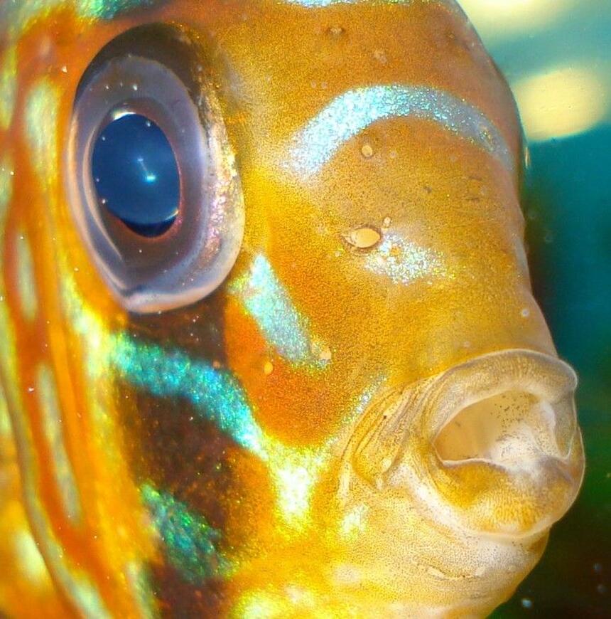 Rated #17: Freshwater Fish - Symphysodon Sp. - Pigeon Blood Discus Stocking In 110 Gallons Tank - my discus....lol Rated #17: Freshwater Fish - Symphysodon Sp. - Pigeon Blood Discus Stocking In 110 Gallons Tank - my discus....lol