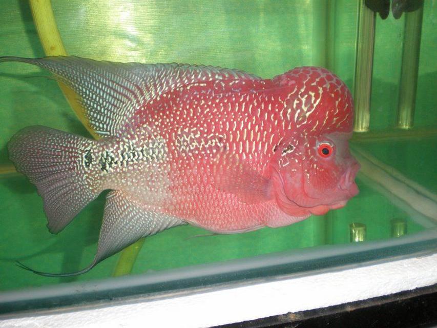 Rated #43: Freshwater Fish - Cichlasoma Sp. - Flower Horn Cichlid Stocking In 105 Gallons Tank - LATEST ONE Rated #43: Freshwater Fish - Cichlasoma Sp. - Flower Horn Cichlid Stocking In 105 Gallons Tank - LATEST ONE